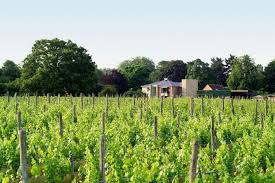 Bothy vineyard